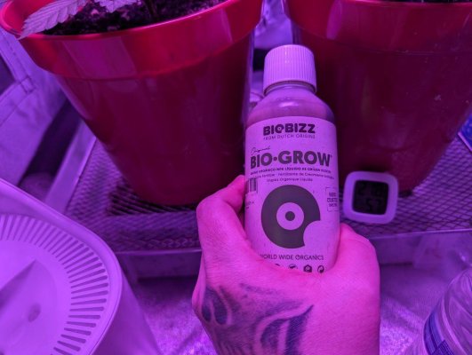 1st-time-grow-newb-help-appreciated-9.jpg