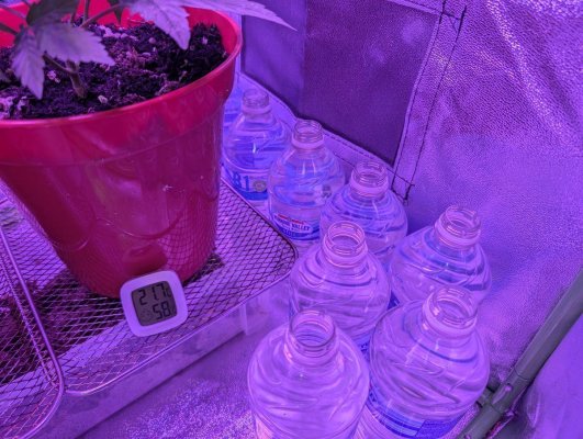 1st-time-grow-newb-help-appreciated-10.jpg