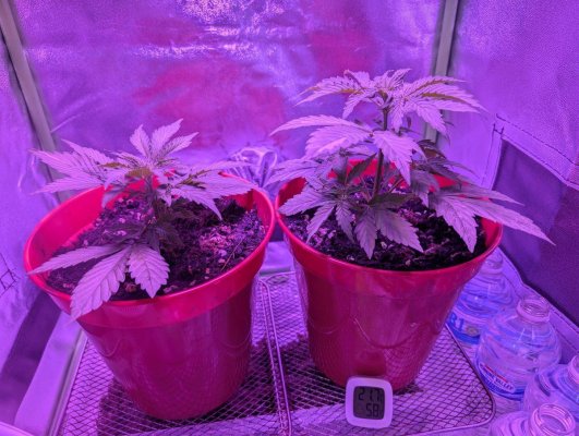 1st-time-grow-newb-help-appreciated-12.jpg
