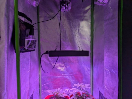 1st-time-grow-newb-help-appreciated-13.jpg