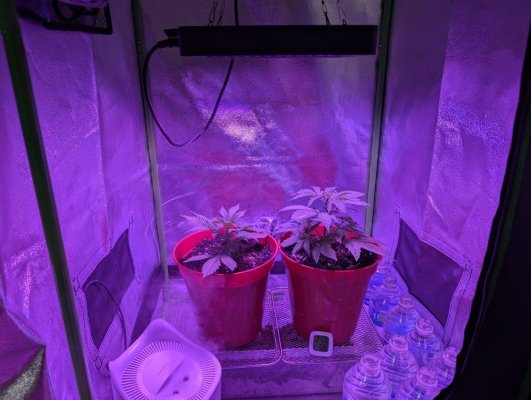 1st-time-grow-newb-help-appreciated-15.jpg