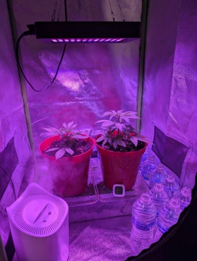 1st-time-grow-newb-help-appreciated-16.jpg