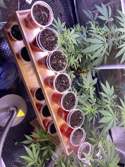 Big Al’s 2025 season indoor/outdoor grow in misery