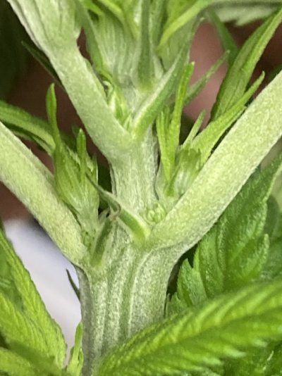 Big Al’s 2025 season indoor/outdoor grow in misery