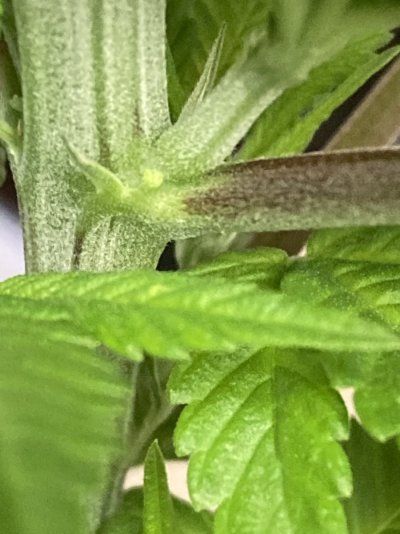 Big Al’s 2025 season indoor/outdoor grow in misery