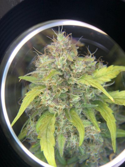 to-harvest-or-not-to-harvest-6.jpeg