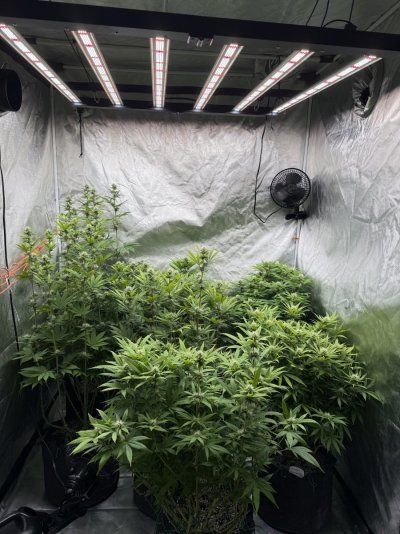 First grow in 4-5 years