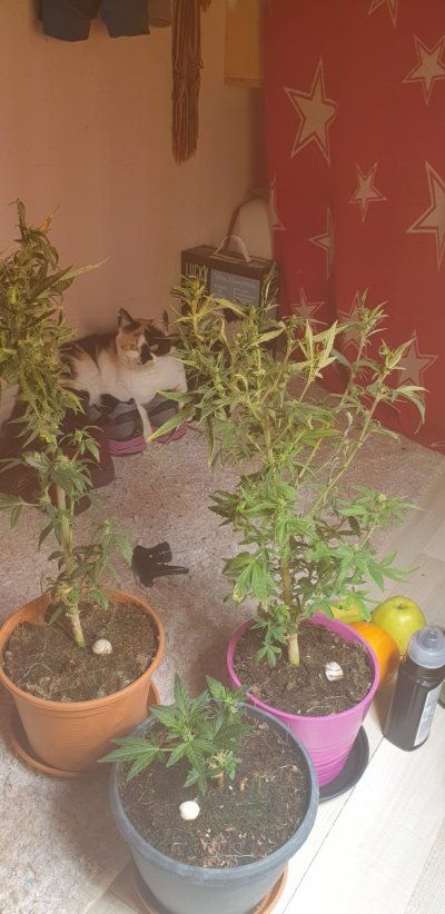 Greets from growbox: tiger nro 201