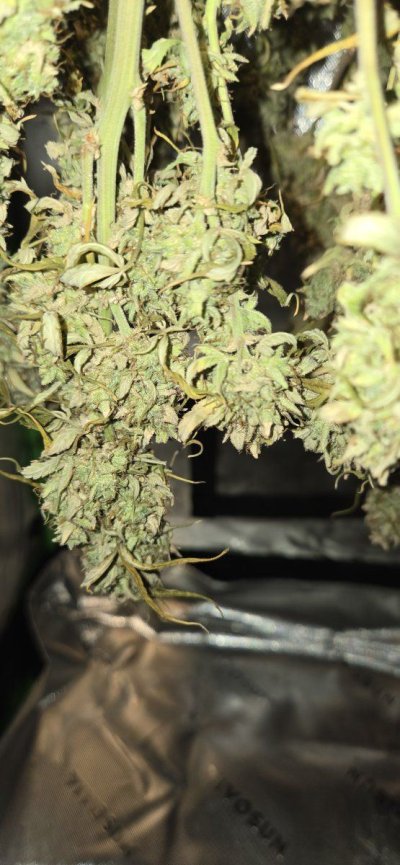 do-you-see-bud-rot-or-not.jpg
