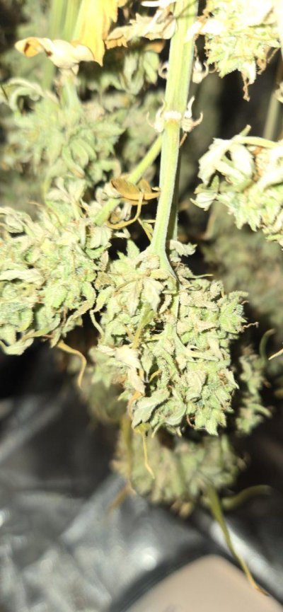 do-you-see-bud-rot-or-not-3.jpg