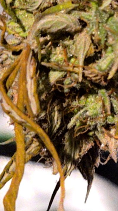 do-you-see-bud-rot-or-not-4.jpg