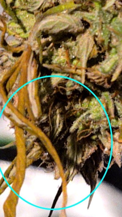 Possible bud rot.jpg