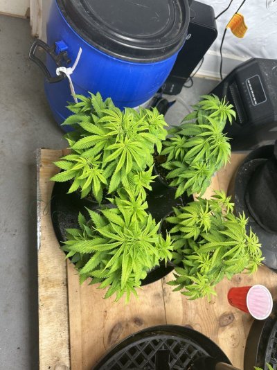 Can someone help me? Six+ week old gorilla glue. Is this a nutrition deficiency