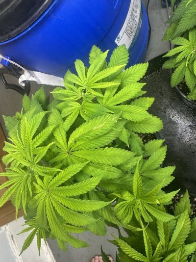 Can someone help me? Six+ week old gorilla glue. Is this a nutrition deficiency