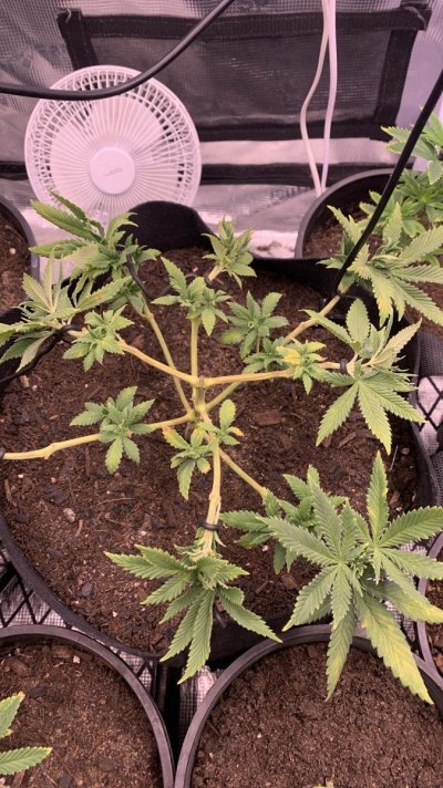 First time grow need advice don’t think they a doing to good
