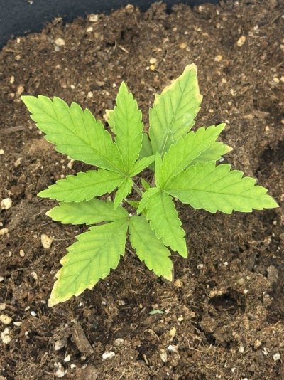 seedling-burn-trouble-help-appreciated.jpeg