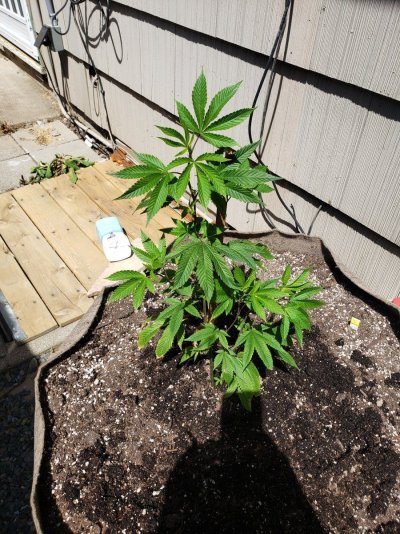 2025 outdoor grows! Let’s see em!