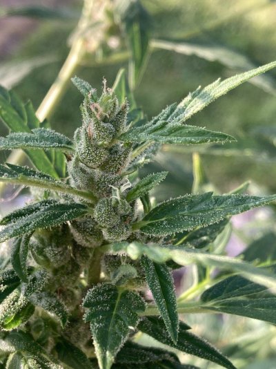 Big Al’s 2025 season indoor/outdoor grow in misery