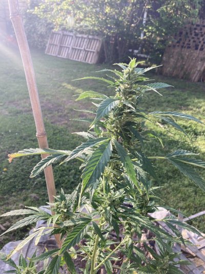 Big Al’s 2025 season indoor/outdoor grow in misery