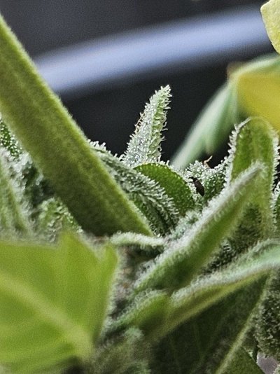 i-think-its-ready-to-harvest.jpg