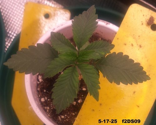 your-thoughts-on-what-might-be-going-on-with-this-young-plant-4.jpg