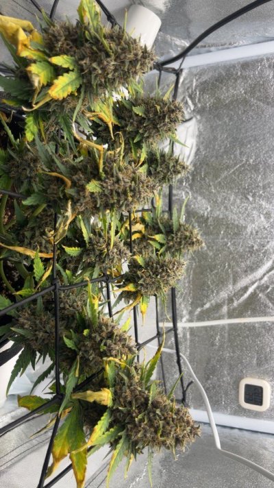 how-long-til-chop-trop-cooks-9wk-old.jpeg