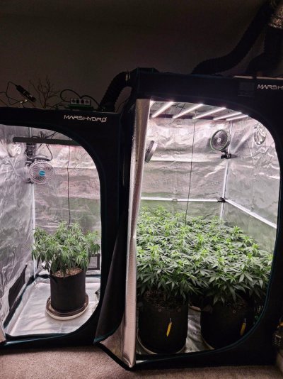Lets try this again...3rd times a charm?  Grow journal #3