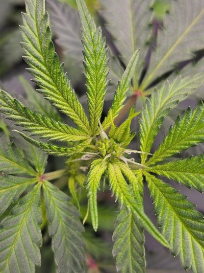 Lets try this again...3rd times a charm?  Grow journal #3