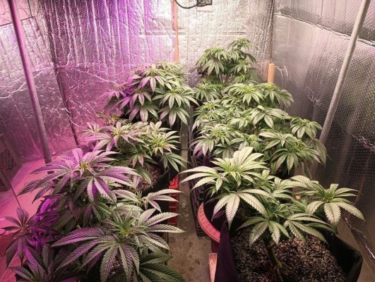 16 hours per day veg?