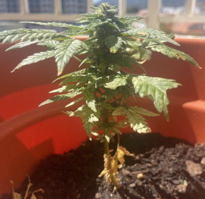 first-outdoor-grows-looking-for-feedback-4.jpeg