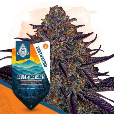 zamnesia-seeds-blue-ridge-haze-autoflower.jpg