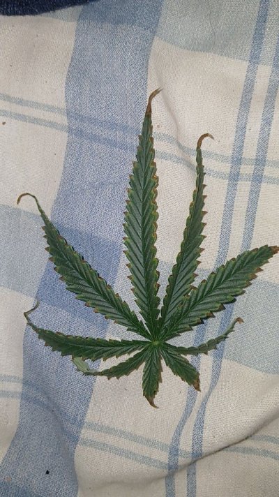 what is going on with my leaves?
