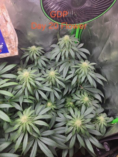 thoughts-on-defoiliationpruning-on-day-21-of-flower-2.jpg
