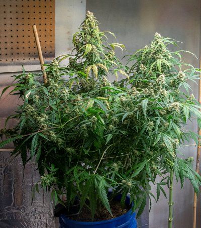 Promix and bottled nutrients question