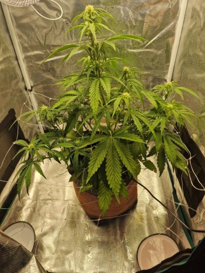 first-grow-how-does-she-look.jpg