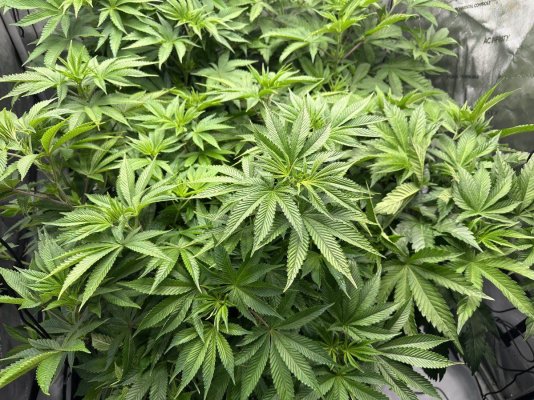 need-advice-on-removing-leaves.jpeg