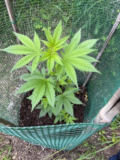 It’s my guerrilla plant hermaphrodite?
