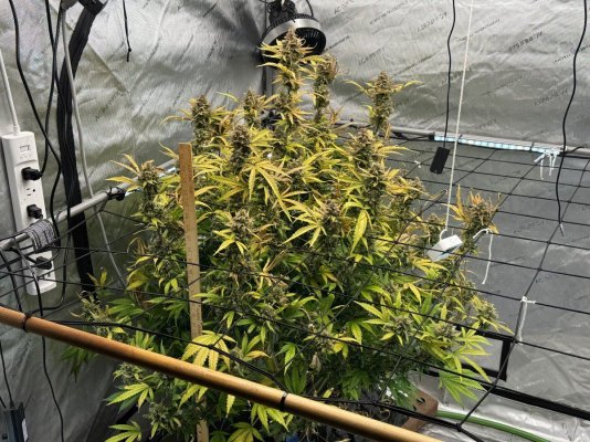 Leaf is discolored - can’t find similar image