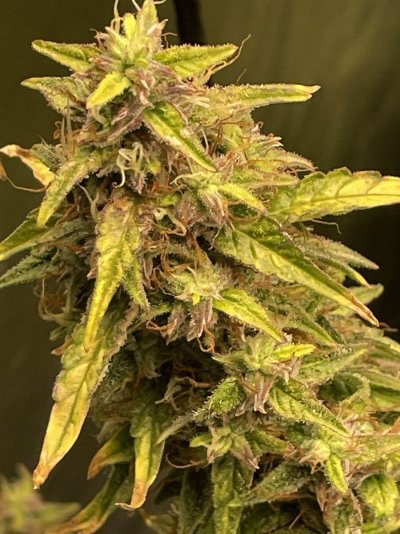 about-to-harvest-looking-for-feedback-2.jpeg