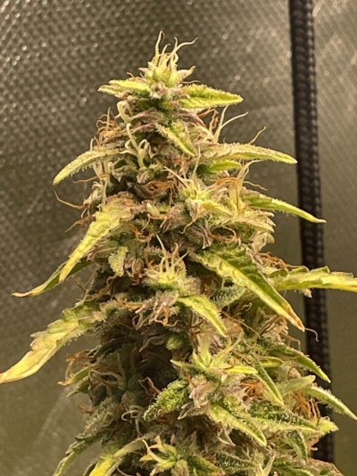 about-to-harvest-looking-for-feedback-3.jpeg