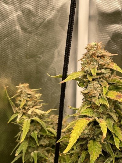 about-to-harvest-looking-for-feedback-5.jpeg