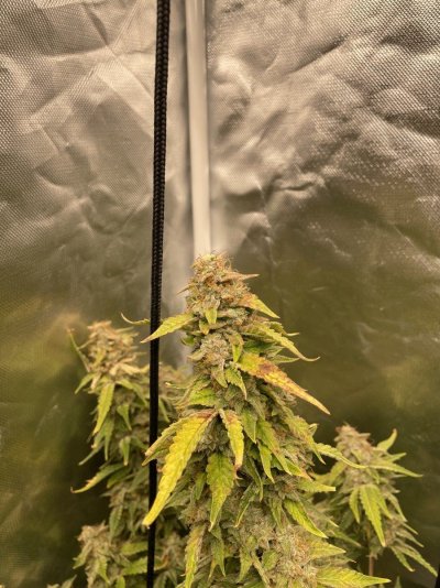 about-to-harvest-looking-for-feedback-6.jpeg