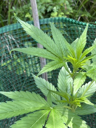 Leaves curling down and slight yellowing – Overwatering or underwatering? - Guerrilla grow
