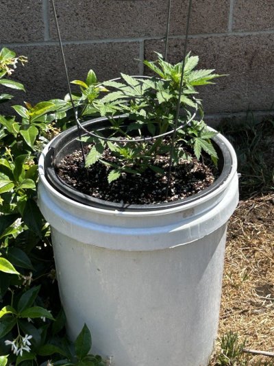 New indoor grow LA Kush auto in BaS