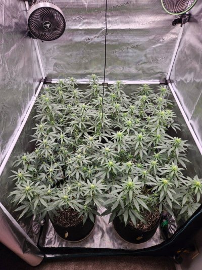 Lets try this again...3rd times a charm?  Grow journal #3
