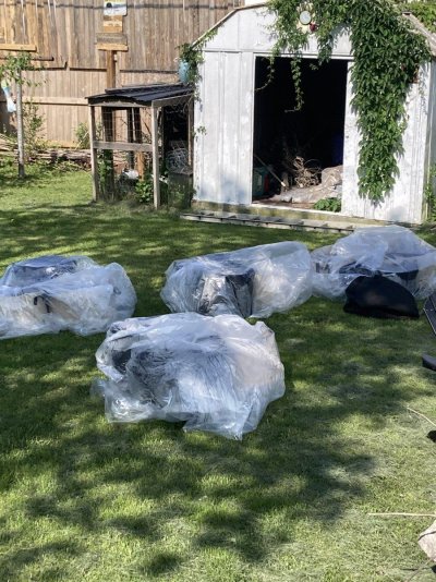 Big Al’s 2025 season indoor/outdoor grow in misery