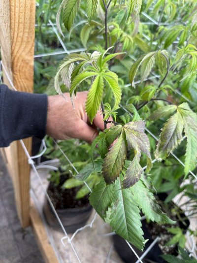 Isk whats going on with my plants!!
