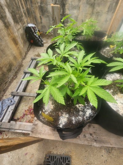 2025 outdoor grows! Let’s see em!