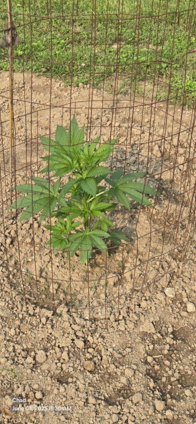 2025 outdoor grows! Let’s see em!
