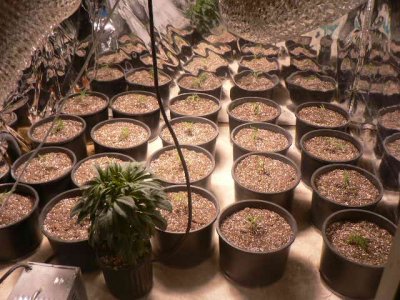 wpgs-jack-herrer-grow-diary-and-my-hemp-hog.jpg